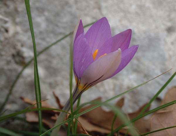 Zafferano selvatico - Crocus longiflorus